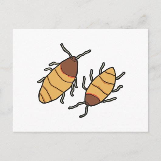 Hissing Cockroach Briefkaart (Voorkant)