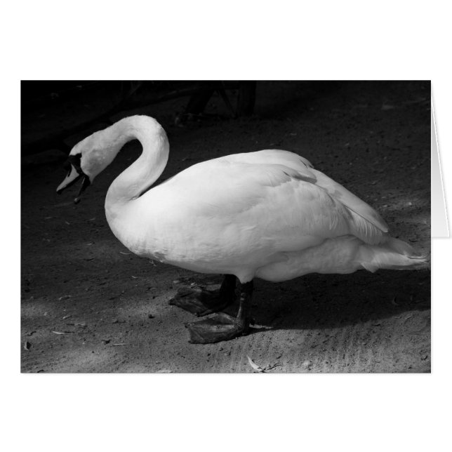 HiSSs (Voorkant Horizontaal)