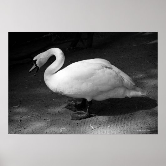 HiSSs Poster (Voorkant)