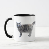 Hissy Cat Mok (Links)