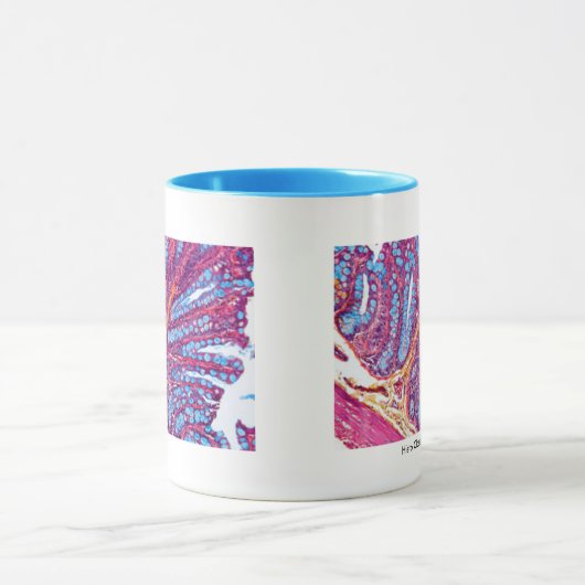 histo klasse mok (Midden)