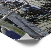 Historic Charleston, SC Poster (Hoek)