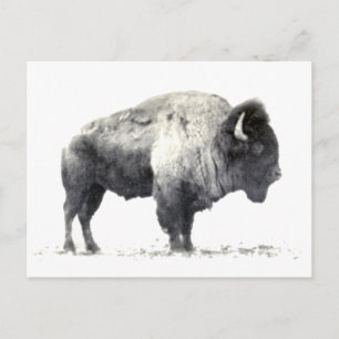 Historical Photograph of American Bison Briefkaart