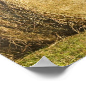 Historisch boerderij in de nationale buffelrivier, poster (Hoek)