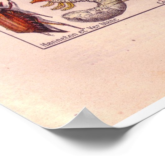 historische 1920 Insects Poster (Hoek)