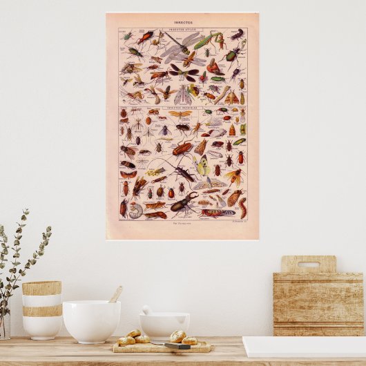  historische 1920 Insects Poster (Keuken)
