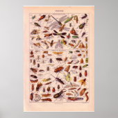  historische 1920 Insects Poster (Voorkant)