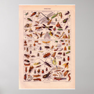 historische 1920 Insects Poster