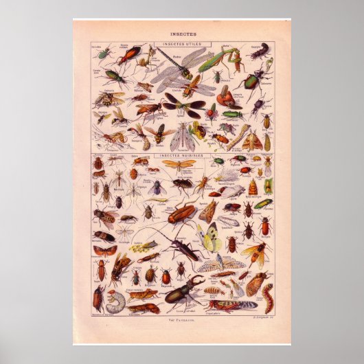  historische 1920 Insects Poster (Voorkant)