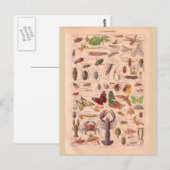 historische Artropotigen Briefkaart (Voorkant / Achterkant)