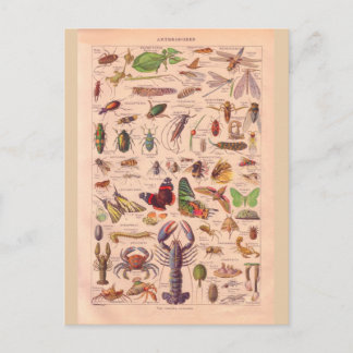 historische Artropotigen Briefkaart