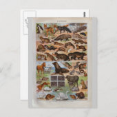 historische dieren met bont of haar briefkaart (Voorkant / Achterkant)