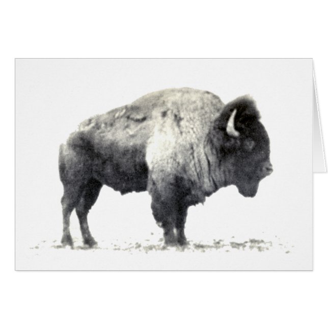Historische foto van American Bison (Voorkant Horizontaal)
