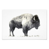 Historische foto van American Bison Afdruk (Voorkant)