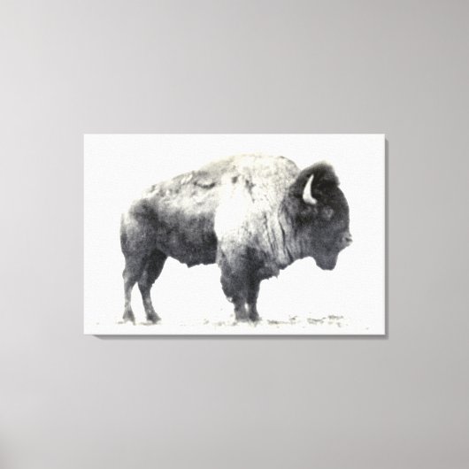 Historische foto van American Bison Canvas Afdruk (Voorkant)