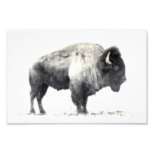 Historische foto van American Bison Foto Afdruk