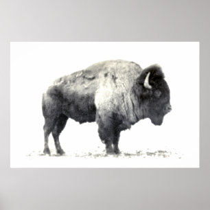 Historische foto van American Bison Poster