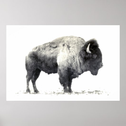 Historische foto van American Bison Poster (Voorkant)
