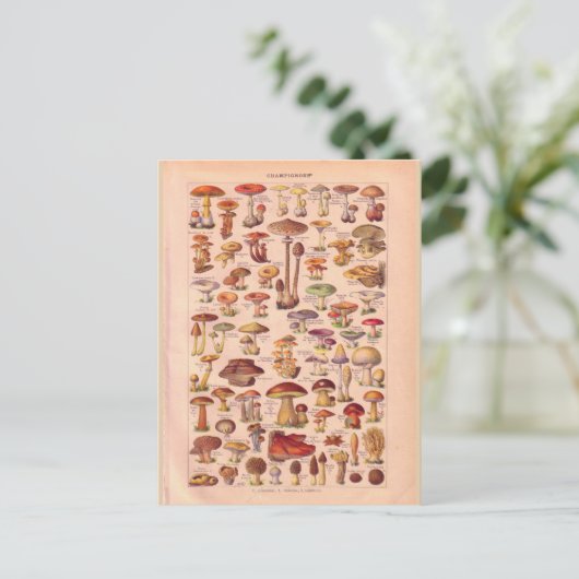  historische paddenstoelen briefkaart (Staand voorkant)