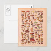  historische paddenstoelen briefkaart (Voorkant / Achterkant)