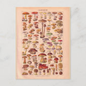  historische paddenstoelen briefkaart (Voorkant)