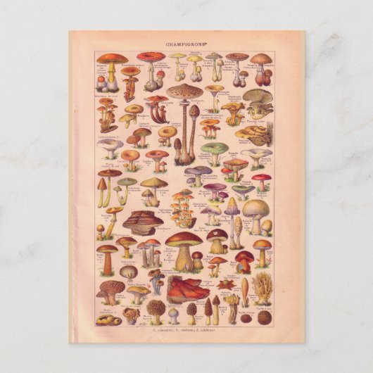  historische paddenstoelen briefkaart (Voorkant)