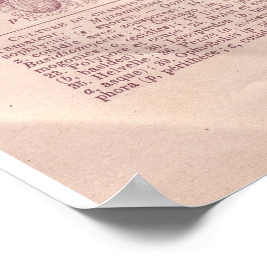  historische paddenstoelen van 1920 poster (Hoek)