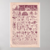  historische paddenstoelen van 1920 poster (Voorkant)