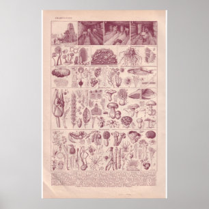  historische paddenstoelen van 1920 poster