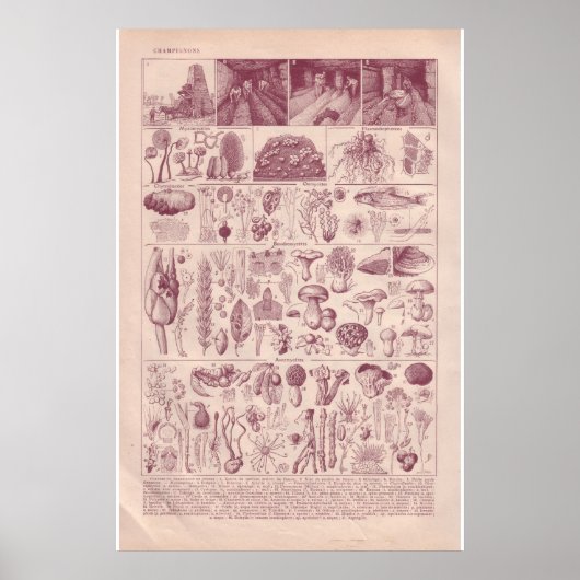  historische paddenstoelen van 1920 poster (Voorkant)
