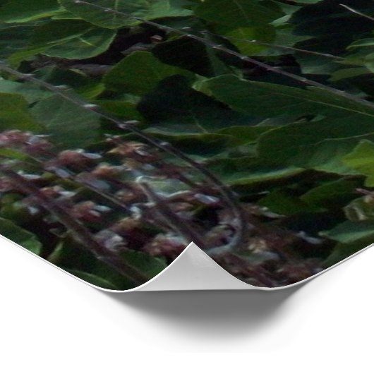 Historische St. George, Bermuda Poster (Hoek)