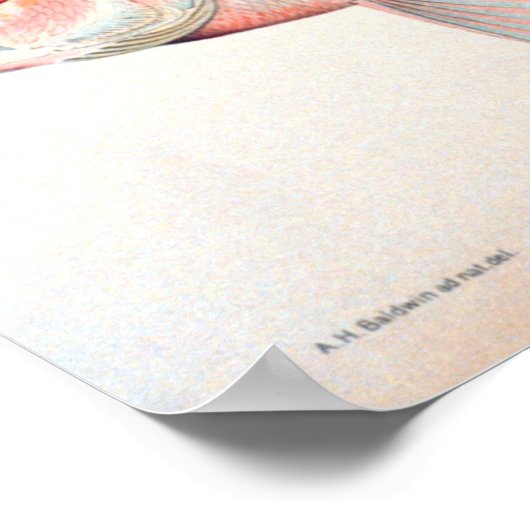 Historische visserij poster (Hoek)