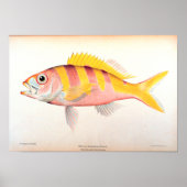 Historische visserij poster (Voorkant)