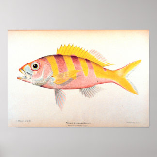 Historische visserij poster