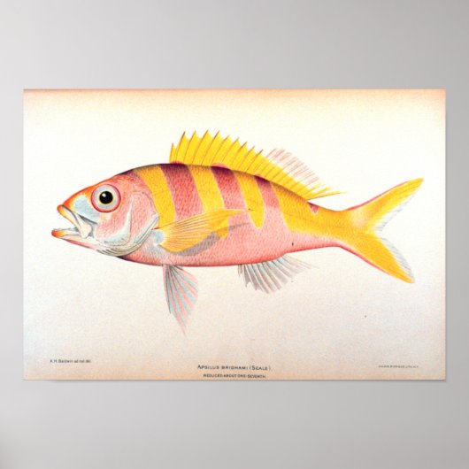 Historische visserij poster (Voorkant)