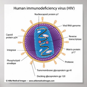 Hiv-virusstructuur, schema met opschrift. poster