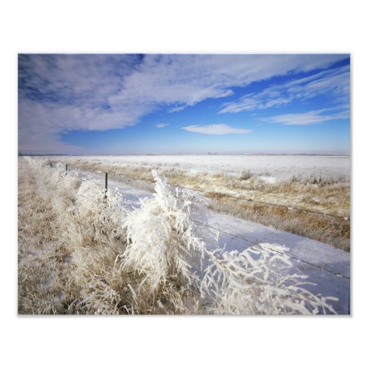 Hoarfrost bedekt tumbleweed en fenceline nabij foto afdruk (Voorkant)