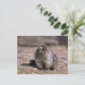 Hoary Marmot Briefkaart (Staand voorkant)