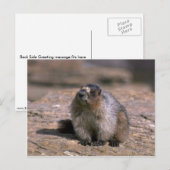 Hoary Marmot Briefkaart (Voorkant / Achterkant)