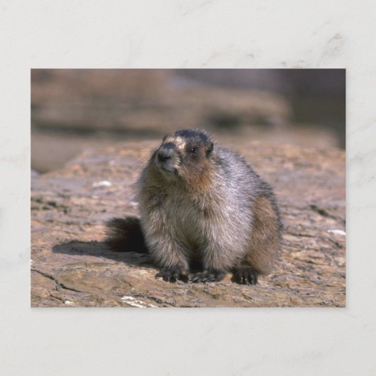 Hoary Marmot Briefkaart (Voorkant)