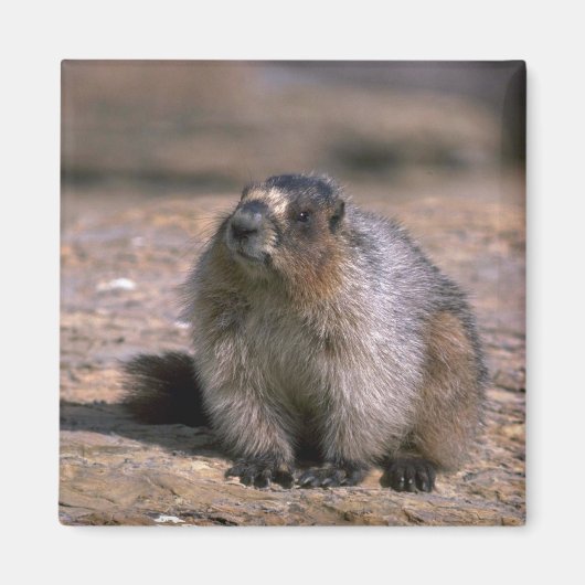 Hoary Marmot Magneet (Voorkant)