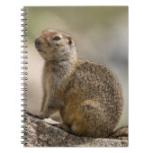 Hoary Marmot Notitieboek (Voorkant)