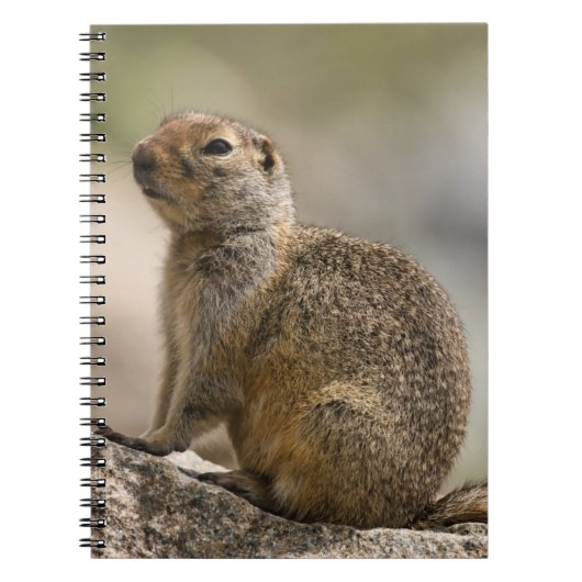 Hoary Marmot Notitieboek (Voorkant)