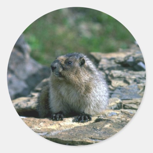 Hoary Marmot Ronde Sticker (Voorkant)