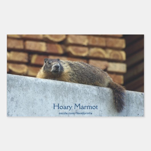Hoary Marmot (Whistler) Wildlife Sticker (Voorkant)