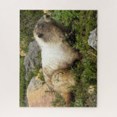 Hoary Marmot Wildlife Foto Legpuzzel (Verticaal)