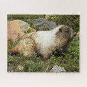 Hoary Marmot Wildlife Foto Legpuzzel (Horizontaal)