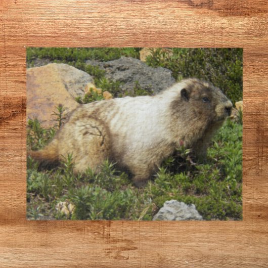 Hoary Marmot Wildlife Foto Legpuzzel