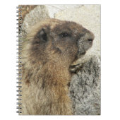 Hoary Marmot Wildlife Foto Notitieboek (Voorkant)