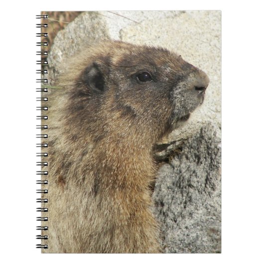 Hoary Marmot Wildlife Foto Notitieboek (Voorkant)